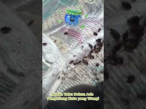 Video: Berarti melawan kecoak, kutu busuk, semut, dan kutu di apartemen 