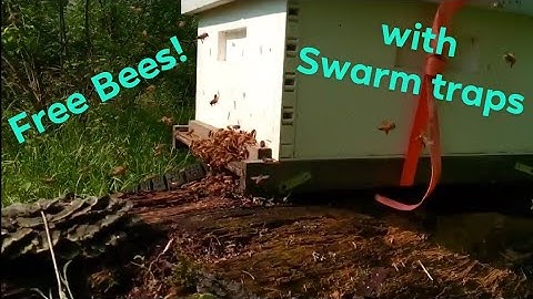 ℍ𝕠𝕨 𝕥𝕠 ℂ𝕒𝕥𝕔𝕙 𝔽ℝ𝔼𝔼 𝔹𝔼𝔼𝕊 | Swarm Trapping | Bait hives made Simple