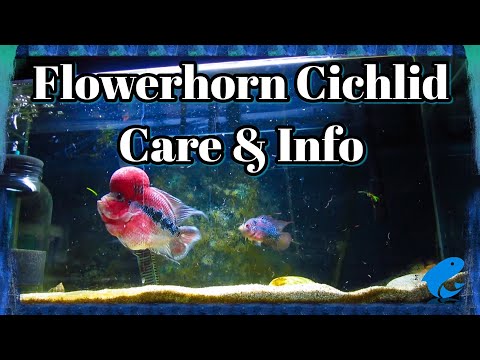 Flowerhorn Cichlid Fish Care Guide and Information 