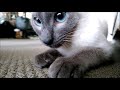 Tonkinese kitten playing fetch