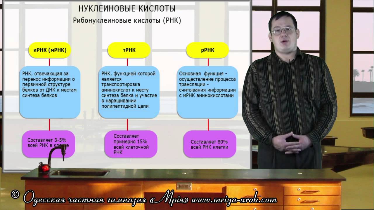 Рибонуклеиновая кислота (РНК)