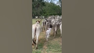 Real cow sound moo mooing  #shorts #village #cow #shortvideo #cute #sapi #lembu #caballos