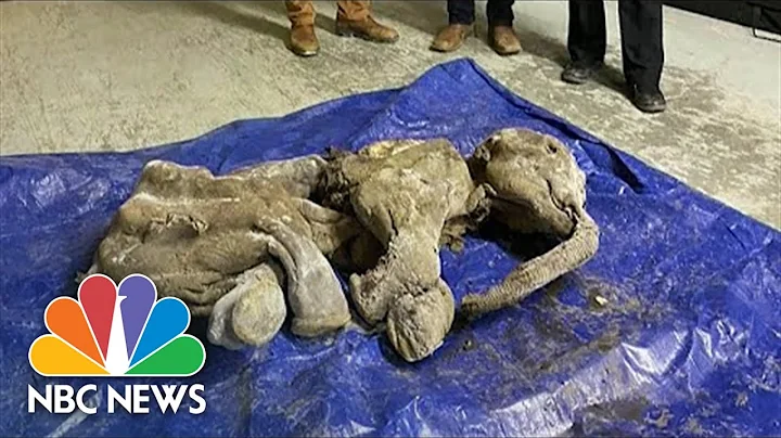 '30,000-Year-Old Baby Woolly Mammoth' Found By Yukon Gold Miner - DayDayNews