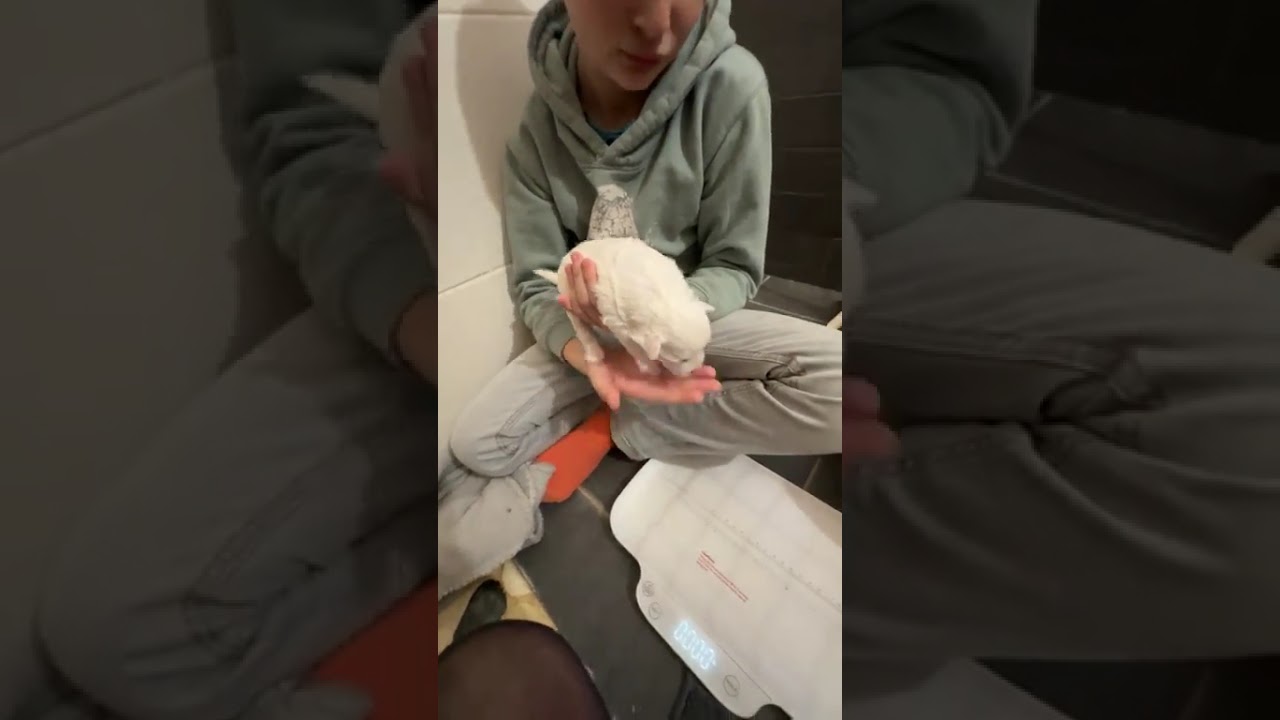 Portée bichon maltais le 8-02-26