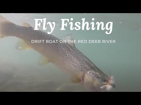 Fly Fishing the Red Deer River - Big Browns and Fawns 