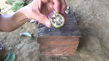 xắt chuối hột rừng