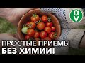 СУПЕР УРОЖАЙ ТОМАТОВ БЕЗ ПОДКОРМОК!