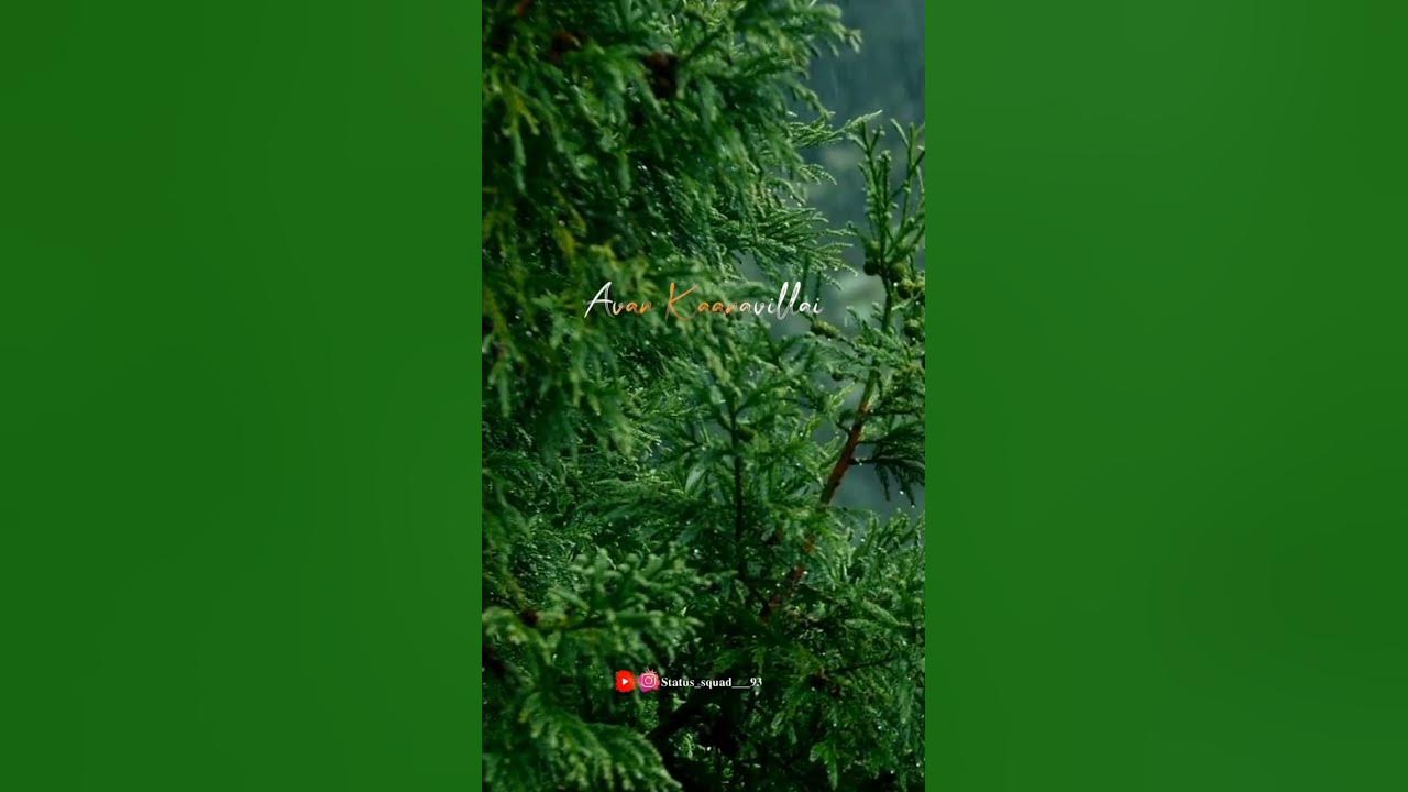 Muththa mazhai song whatsApp status screen lyrics#status#chinmayee#thuglife#trend