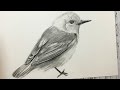 Cómo Dibujar un Pájaro Realista Paso a Paso (Fácil y Rápido) | How to Draw a Bird Step by Step
