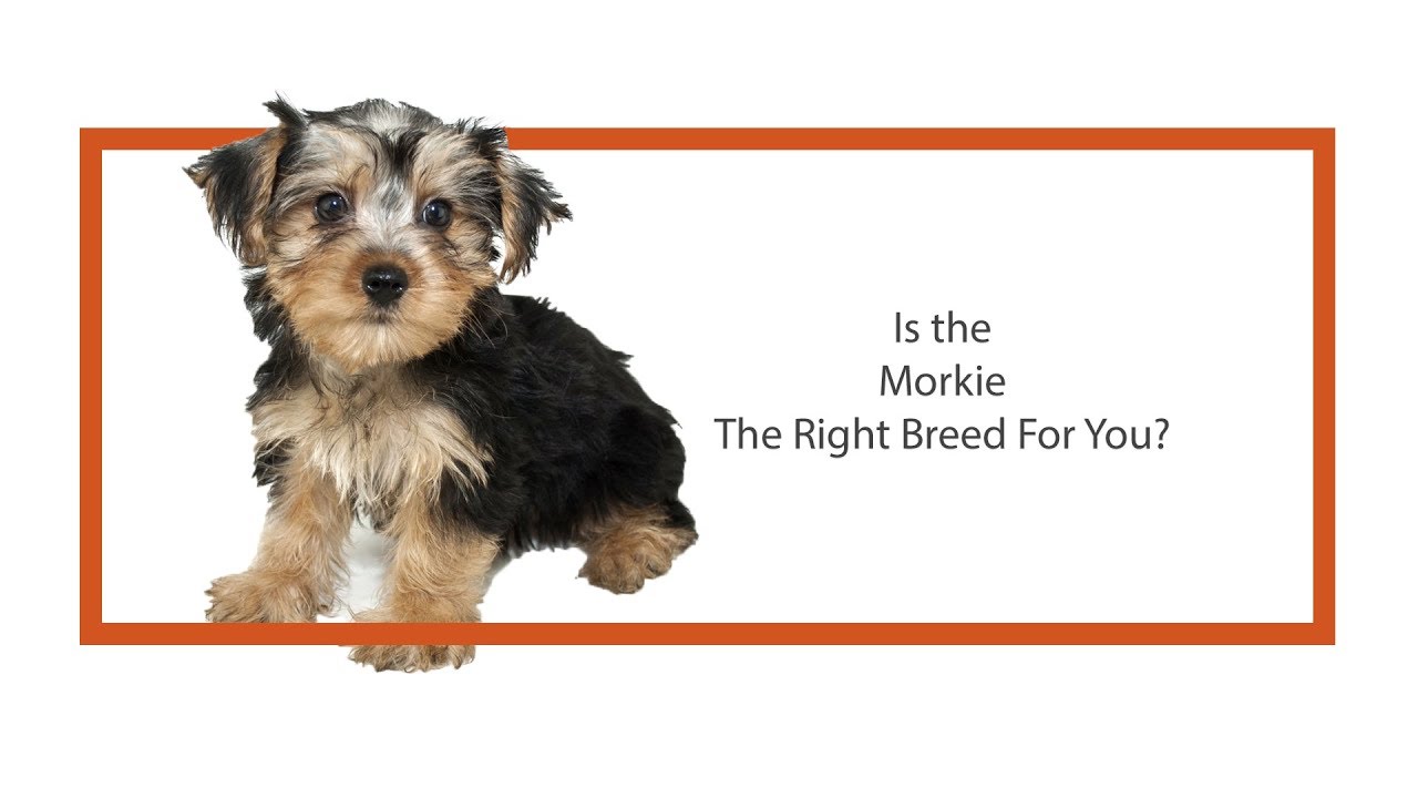 morkie items