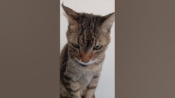 My Sleepy Cat Being Adorably Lazy 😻 | Funny & Cute Cat Video