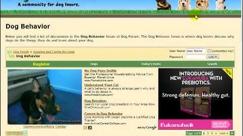 Lesson 37 - Wordpress SEO - Forum Marketing