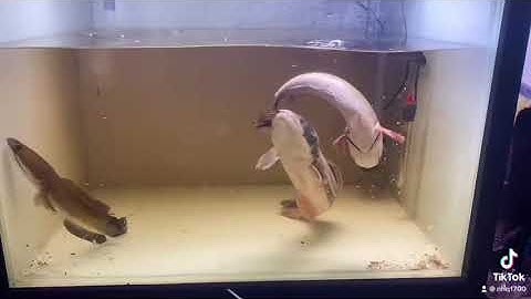 Cá lóc bông thái săn mồi