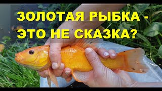 видео: Зарыбляю деревенский пруд Золотым ( Богемским) линём.Рыбка, как из сказки! Рыб.хозяйство картинка: Зарыбляю деревенский пруд Золотым ( Богемским) линём.Рыбка, как из сказки! Рыб.хозяйство