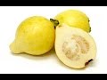 benefit of goyave فوائد فاكهة الجوافة - YouTube