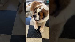 😂 Trying to Get a Sleeping #saintbernard to Move 😂