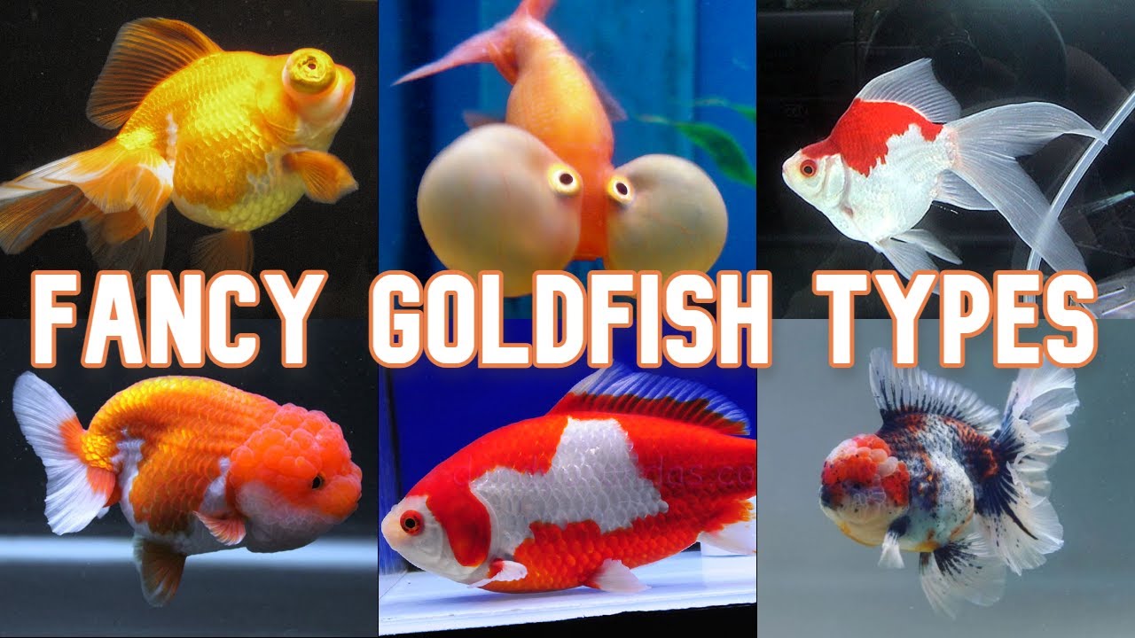 Popular Types Of Goldfish (Singe & Double-Tail Varieties)