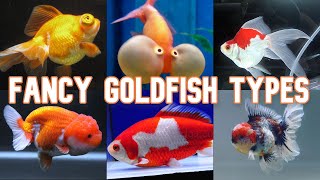 Fancy Goldfish | 20 Types To Know by The Aquatic Coder 4,938 views 7 months ago 14 minutes, 18 seconds