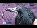 Жители Калининградской области спасли птицу с перебитым крылом