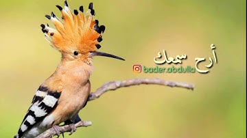 وَتَفَقَّدَ الطَّيْرَ فَقَالَ مَا لِيَ لَا أَرَى الْهُدْهُدَ  - سورة النمل