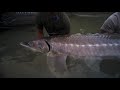 Do Monsters Exist? Catch gigantic white sturgeon with River Monster Adventures in British Columbia