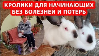 Разведение кроликов для начинающих - все делаем правильно с самого начала