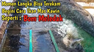 Terekam Jelas Begini Cara Ikan Mas Sedang Kawin || Momen Langka Bisa Direkam Langsung