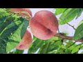 こだわりの産地を訪ねて：福島の桃「あかつき」編 (1:51)