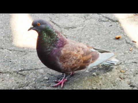 Видео: Мои сизокрылые голубки.My blue-winged doves.