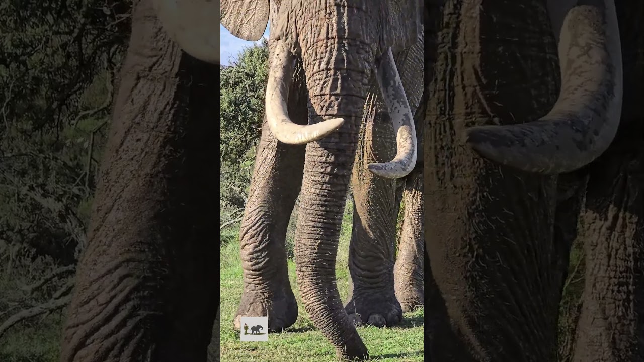 The Precision of an Elephant’s Trunk is Unbelievable!