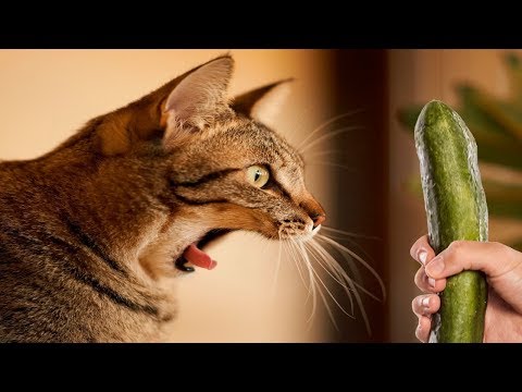 cucumber-cat-fails-2019---funny-cats-scared-of-cucumbers