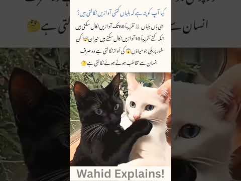 کیا اپ کو پتہ ہے بلیاں کتنی اوازیں نکالتی ہیں