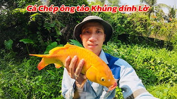  Cá Chép Vàng khủng Dính Lờ Cái kết Quá Bất Ngờ tập1 #vinhtrangvlog #cáchépvàng #cachep #đặtlờcá 