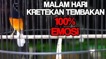TEMBAKAN dan KRETEKAN murai batu MALAM HARI,AMPUH buat menaikkan EMOSI agar ikut NGAMUK