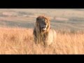 Африка! Львы большие кошки! Красивое видео!