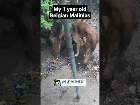 Video: Belgický Malinois