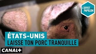 États-Unis : Laisse ton porc tranquille - L'Effet Papillon – CANAL+