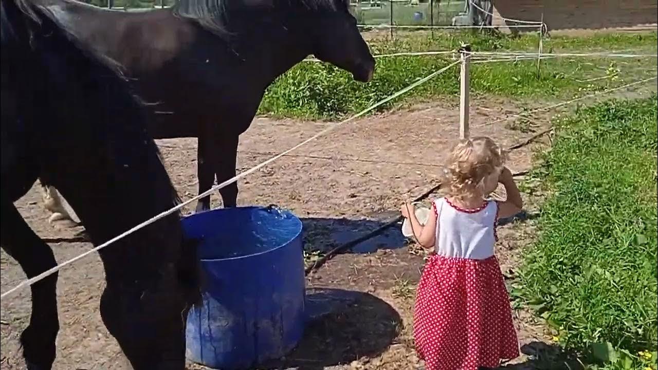 Лошадь пьет чай. Лошади у проруби пьют. У коней кобылы у Быков коровы посмотрела на своего.