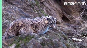 Snow Leopard Hunting | Planet Earth | BBC Earth