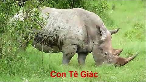 Video một số con vật sống trong rừng tiếng kêu và hình ảnh động vật sống trong rừng