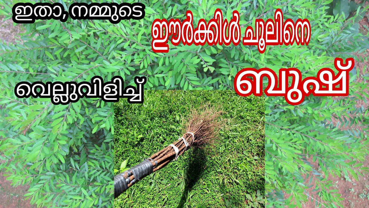 How to make broom with bush plant, ബുഷ് ചെടി ഉപയോഗിച്ച് കിടിലൻ ചൂല്