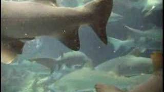 Grey Nurse Sharks SWR