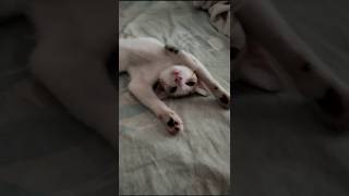 my baby #catvideos #aww #aww #catlife #catlife #catlovers #catlovers #cats #catshorts #meowmoe