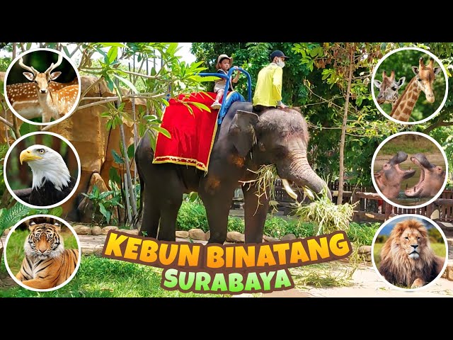 Bermain sambil Belajar mengenal Nama Hewan di Kebun Binatang Surabaya class=