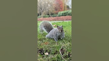 Squirrel slow motion