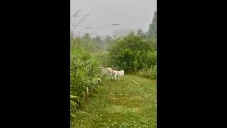 Walk With Willow 2133 A Quiet Trail Journey With My Senior Beagle Silky Terrier Mix Dog, No Talking