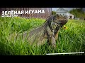 Зеленая игуана на выгуле по приусадебному участку. Крупный план 4K.