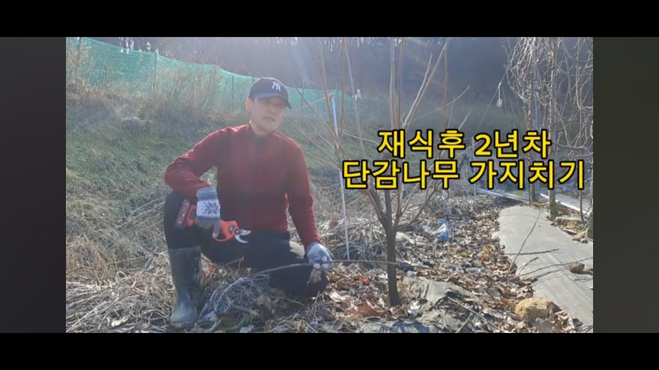 단감나무 재식후 2년차 가지치기 (2024. 1. 11)