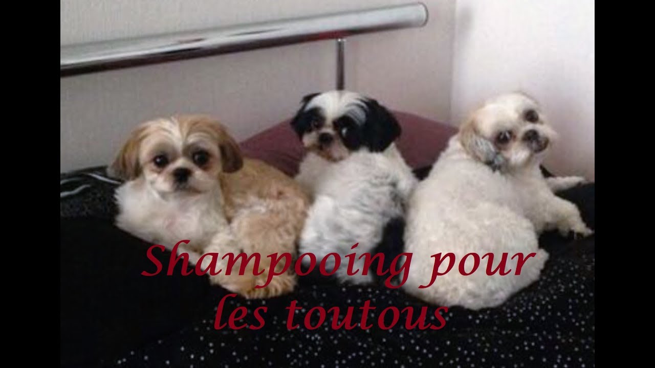 Shampooing pour chiens - YouTube
