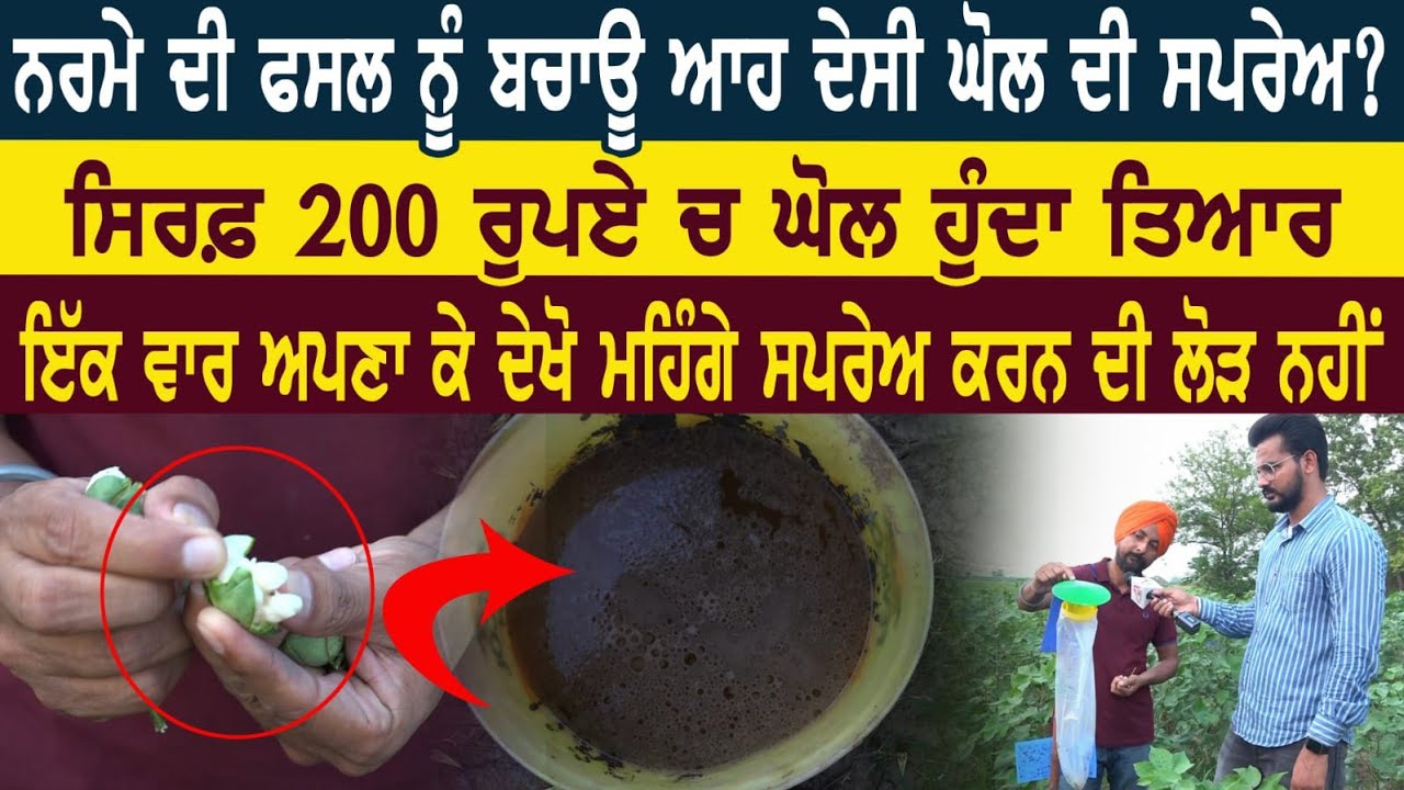 ਨਰਮੇ ਦੀ ਫਸਲ ਨੂੰ ਬਚਾਉ ਆਹ ਦੇਸੀ ਘੋਲ ਦੀ ਸਪਰੇਅ?ਸਿਰਫ਼ 200 ਰੁਪਏ ਵਿੱਚ ਘੋਲ ਹੁੰਦਾ ਤਿਆਰ। Gurpreet Dabrikhana
